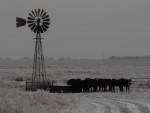 Cattle