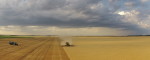 2015 Wheat Harvest